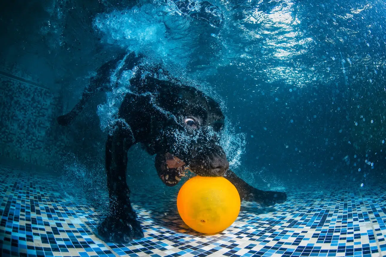 Dog Photography Awards 2026