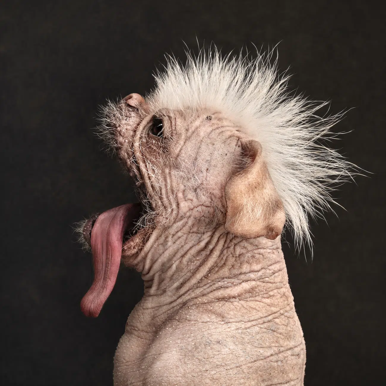 Dog Photography Awards 2026