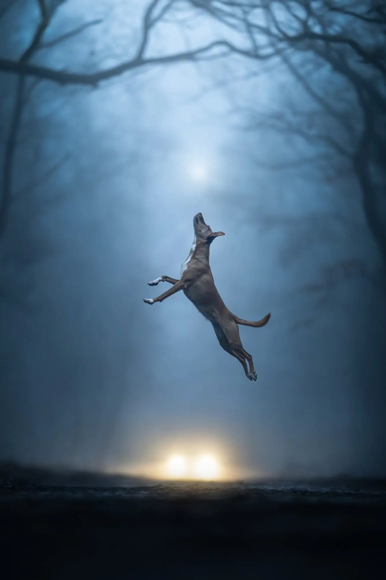 Dog Photography Awards 2026