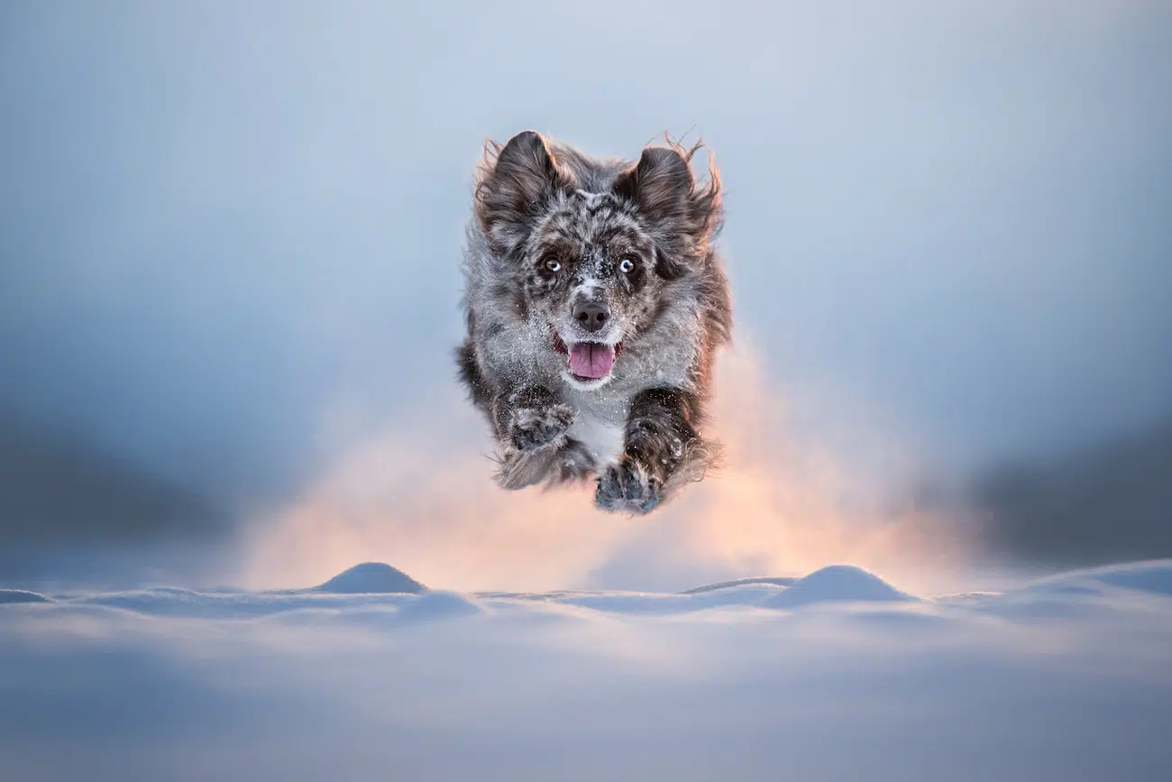 Dog Photography Awards 2026