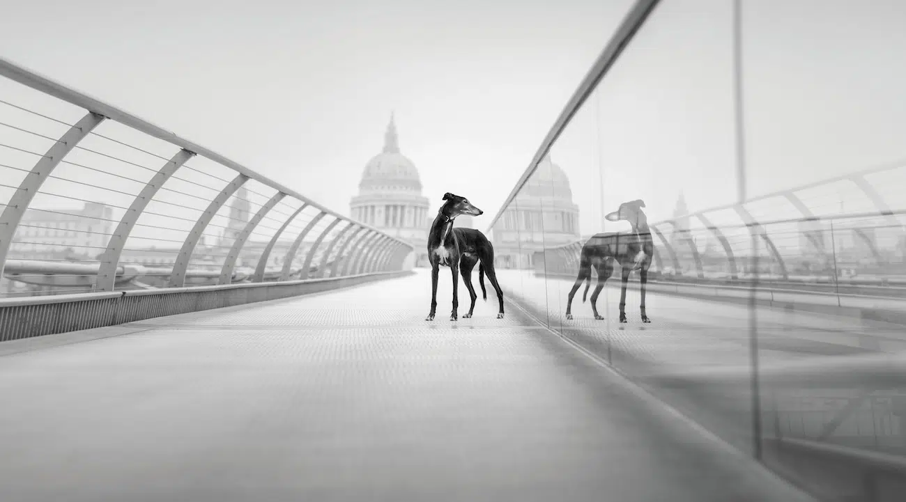Dog Photography Awards 2026