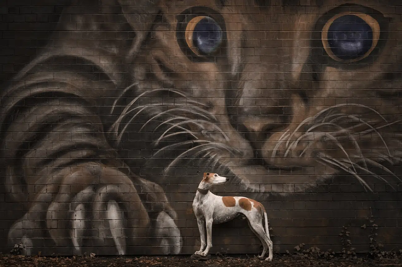 Dog Photography Awards 2026