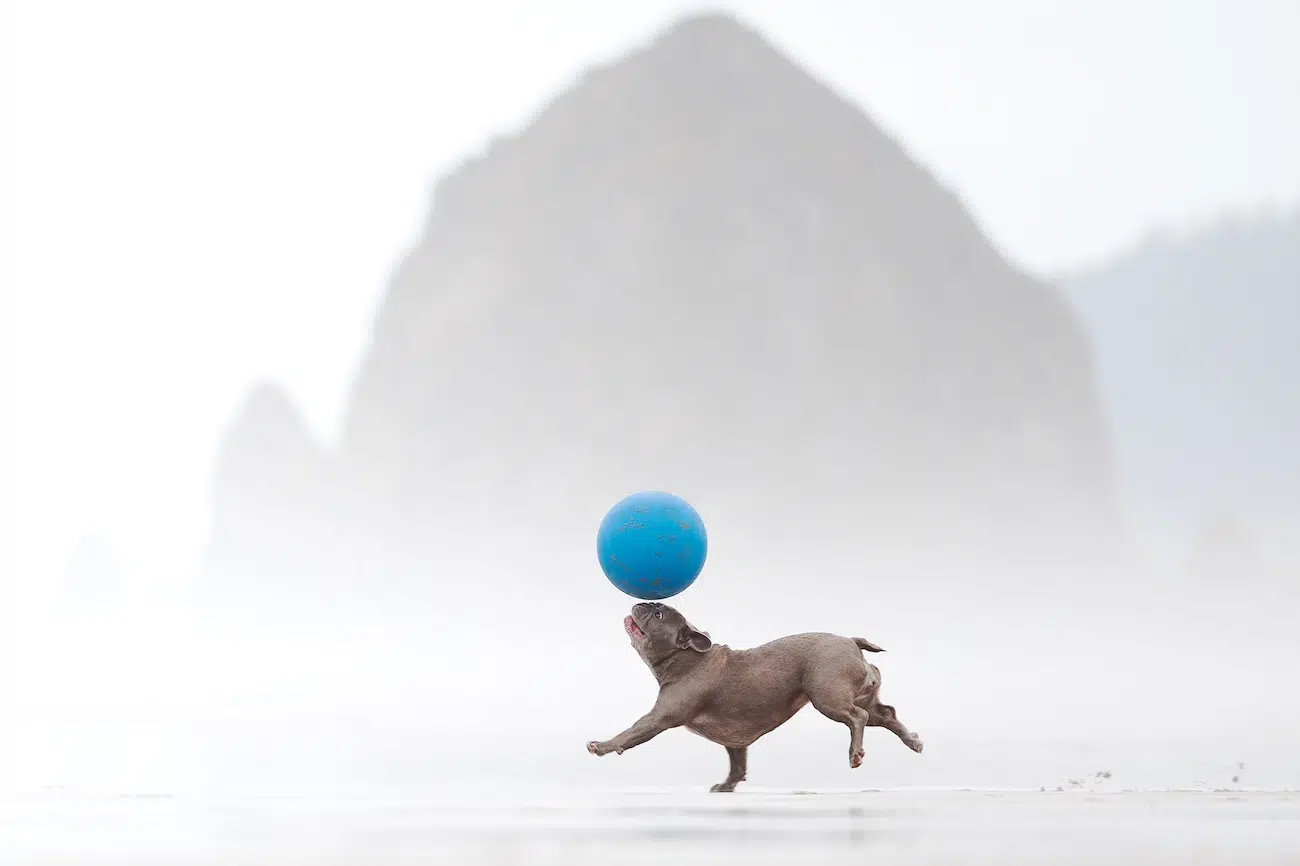 Dog Photography Awards 2026