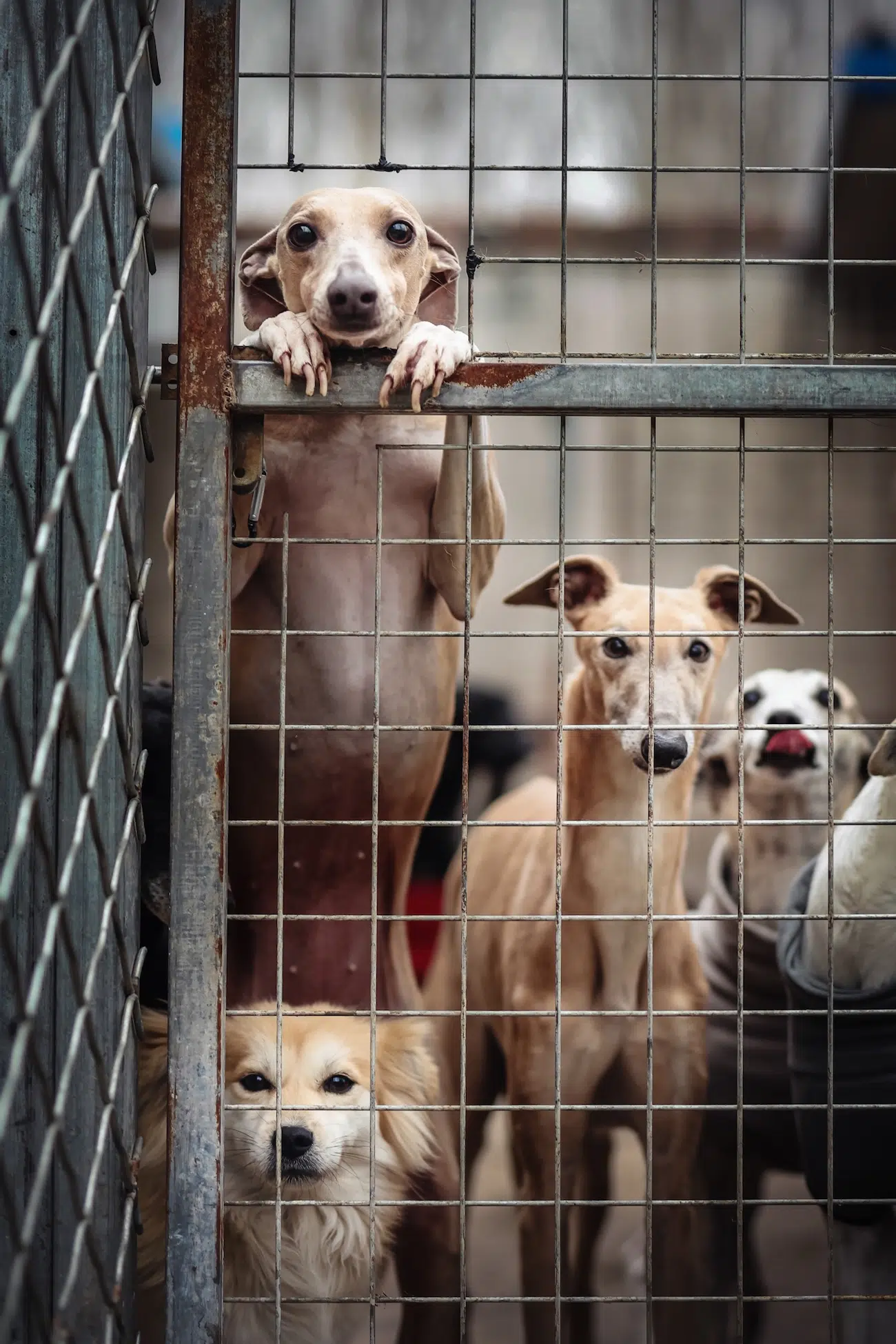 Dog Photography Awards 2026
