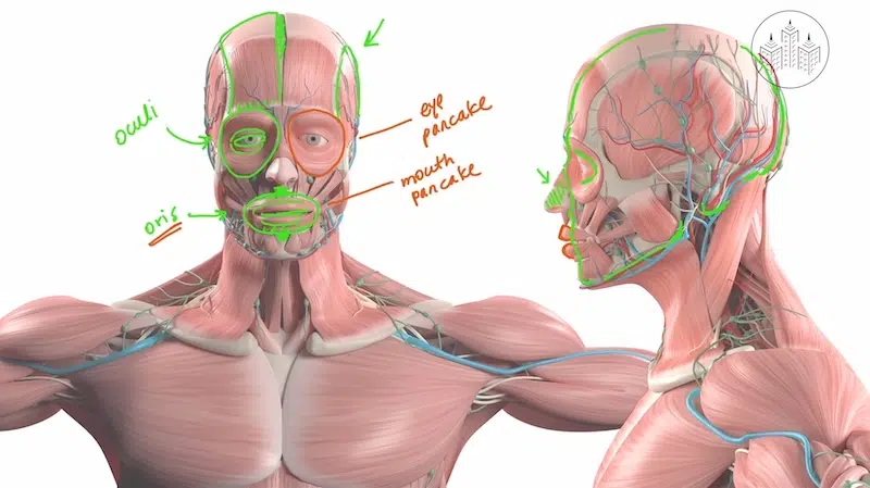 Knowing Skeletal Structure to Draw a Portrait