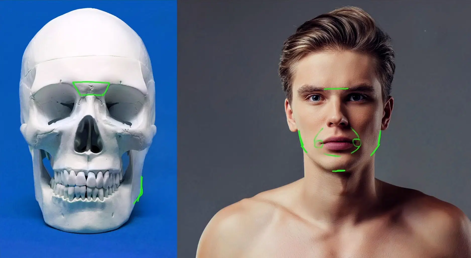 Knowing Skeletal Structure to Draw a Portrait