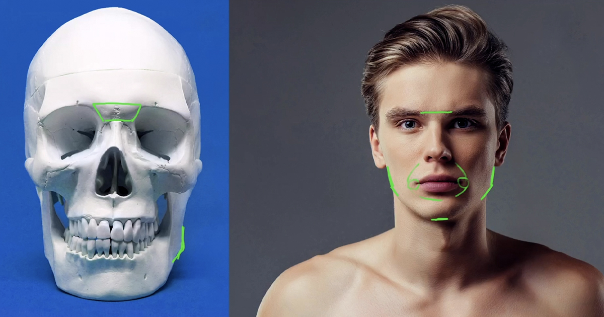 Why Learning To Draw the Skull Is the Key To Perfecting Your Portraiture
