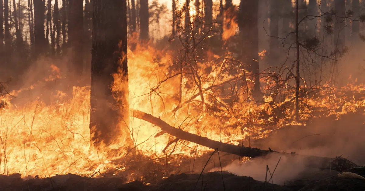 AI-Powered Technology Detect Wildfires and Protect Communities