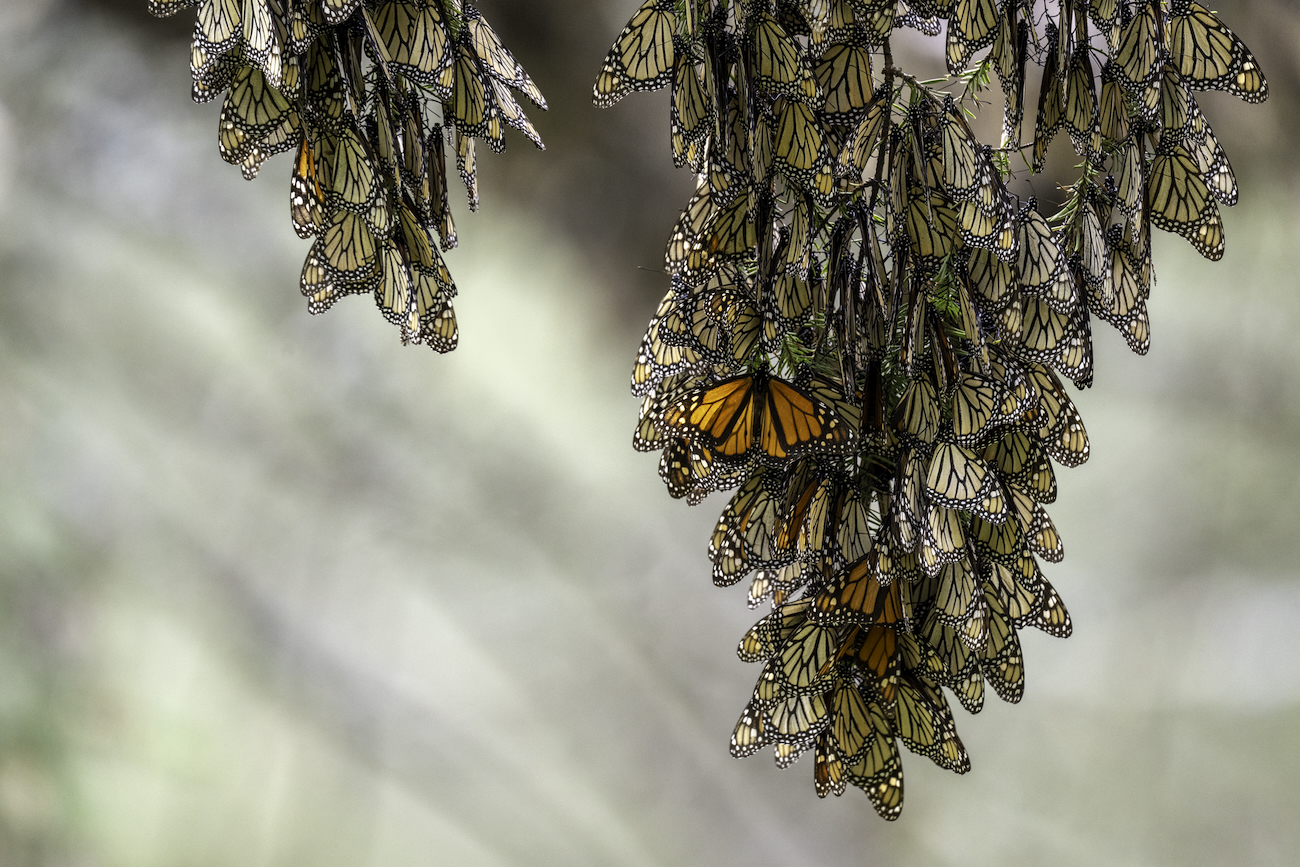 MONARCHS by Jaime Rojo