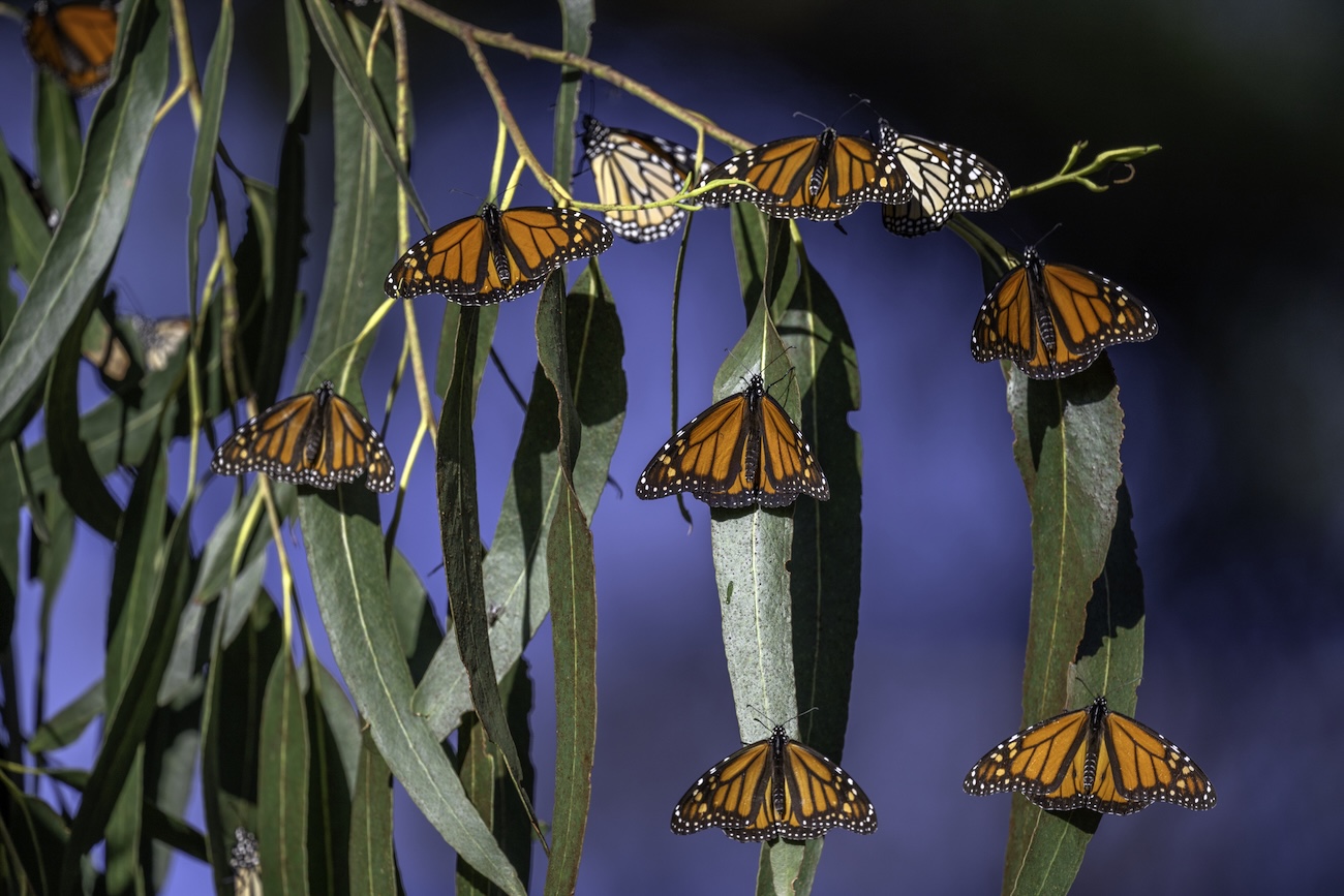 MONARCHS by Jaime Rojo