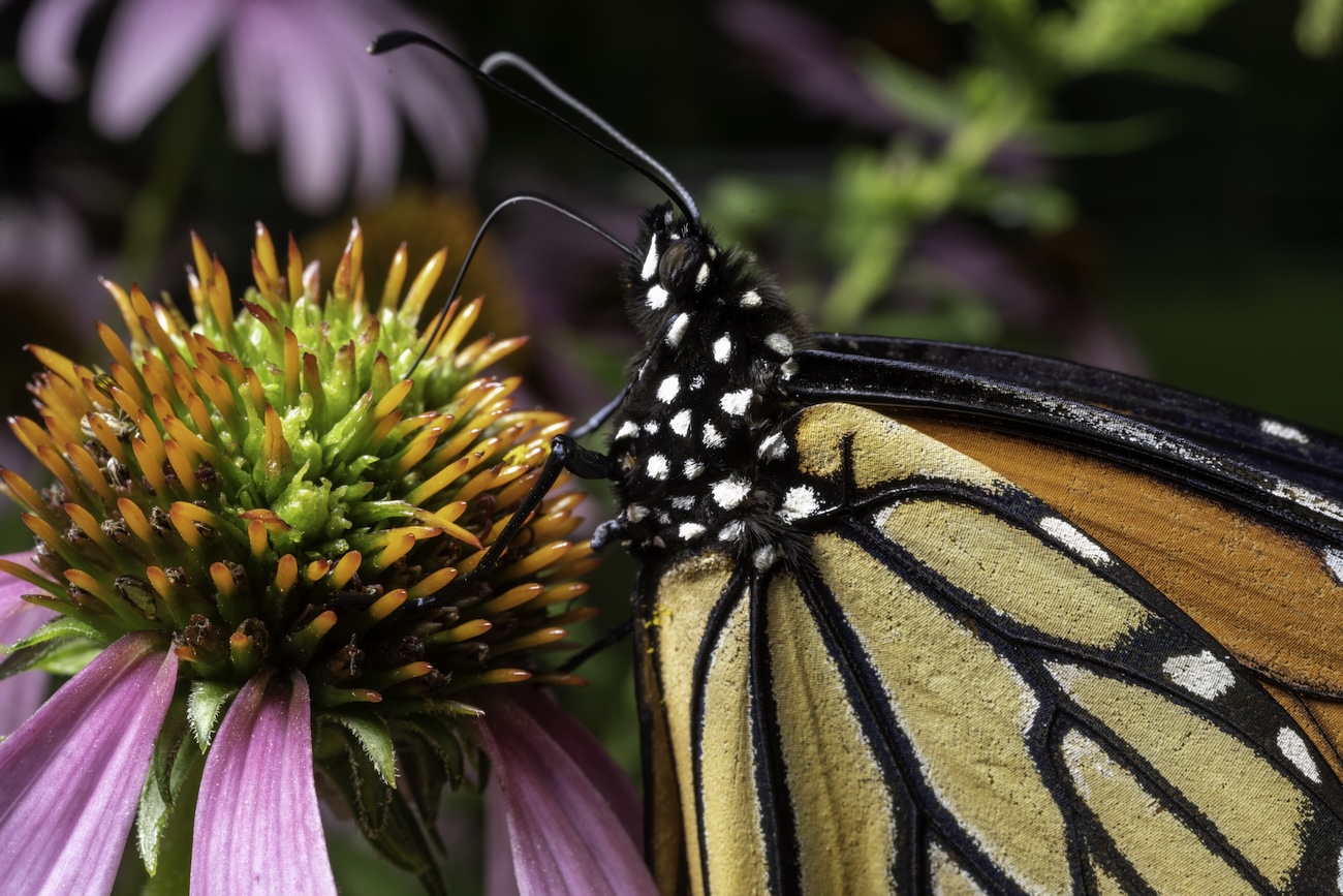 MONARCHS by Jaime Rojo