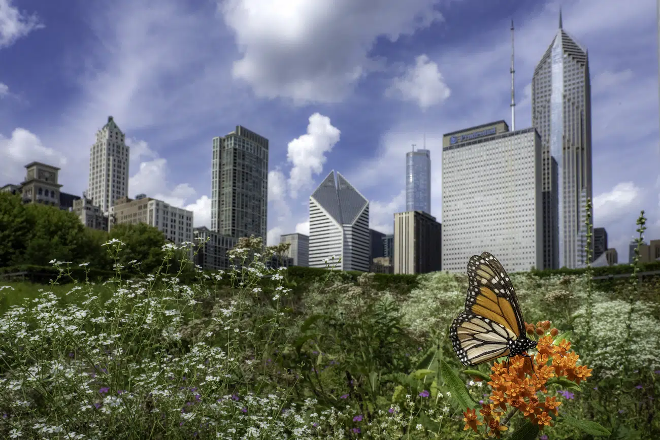 MONARCHS by Jaime Rojo
