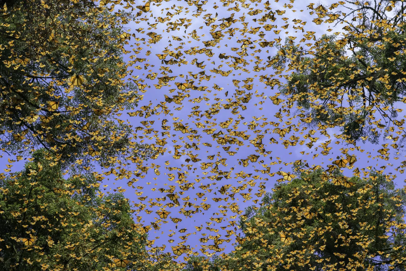 MONARCHS by Jaime Rojo