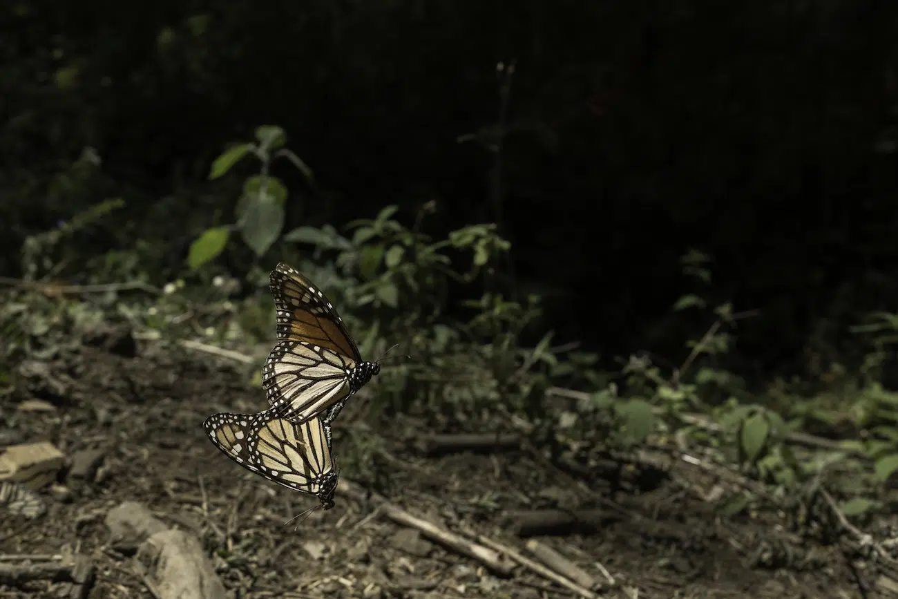 MONARCHS by Jaime Rojo