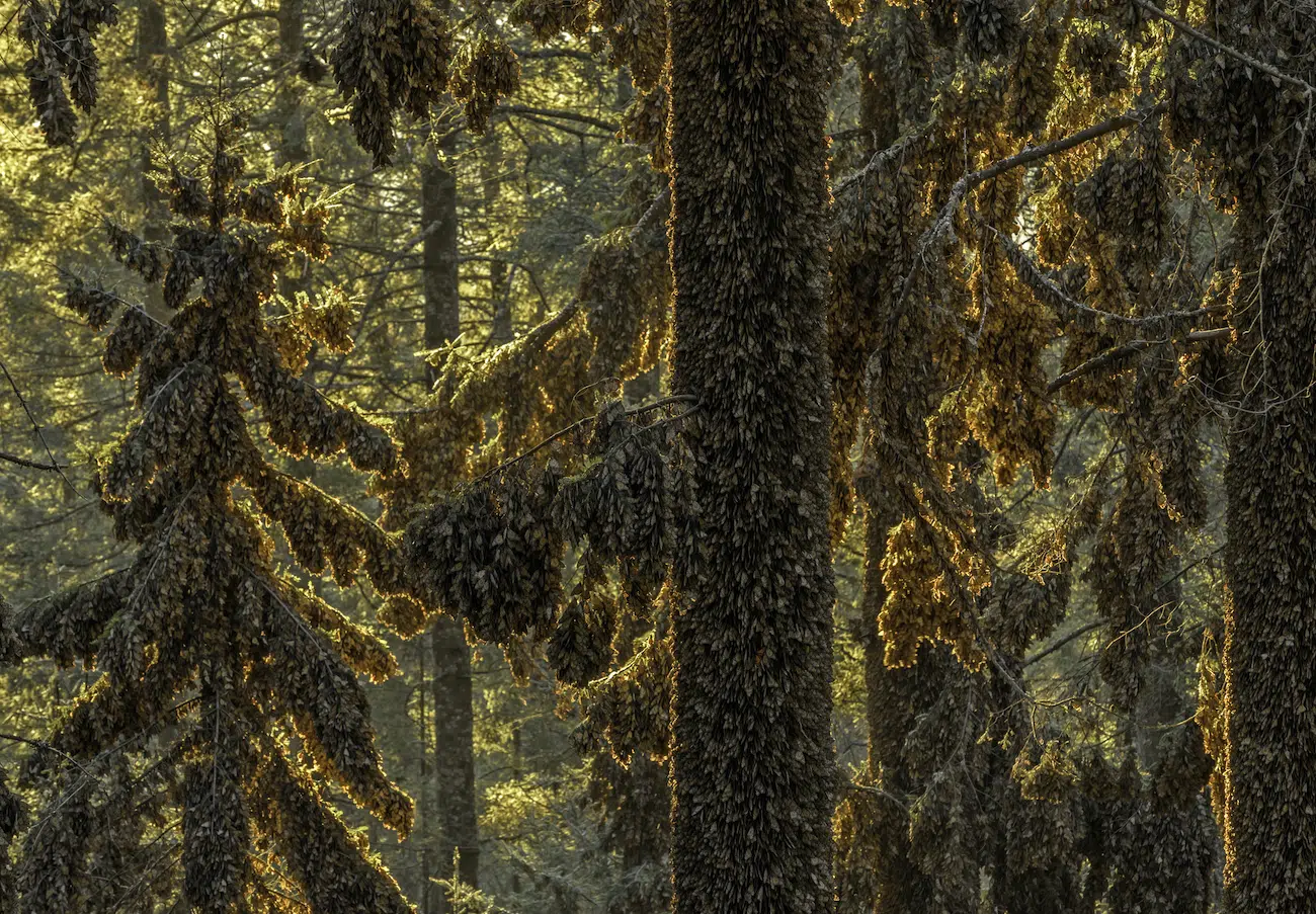 MONARCHS by Jaime Rojo