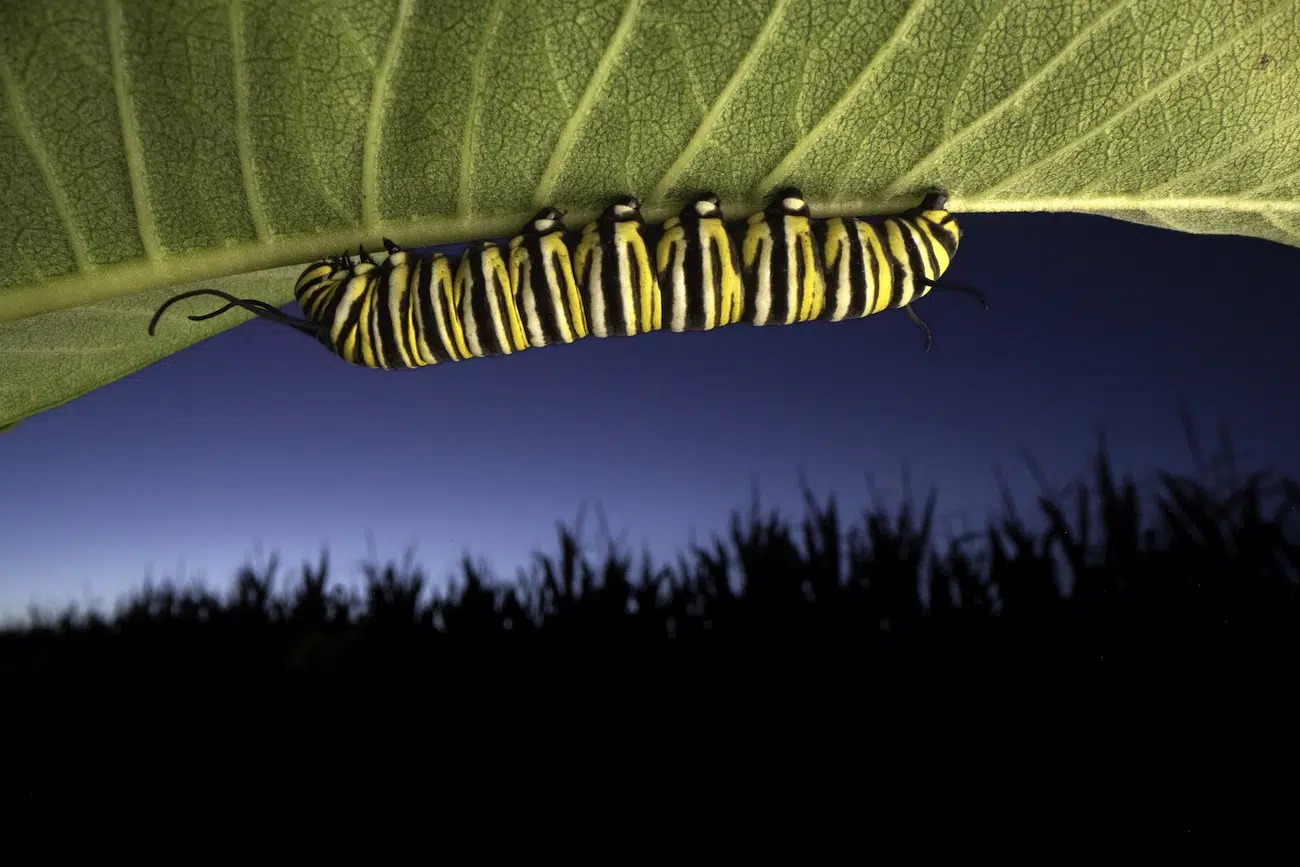MONARCHS by Jaime Rojo