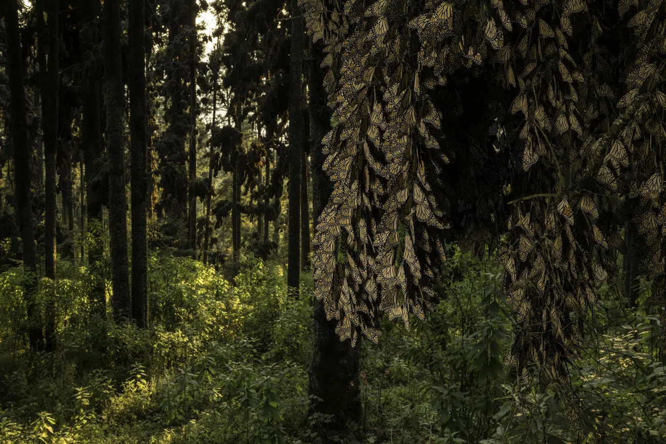 MONARCHS by Jaime Rojo