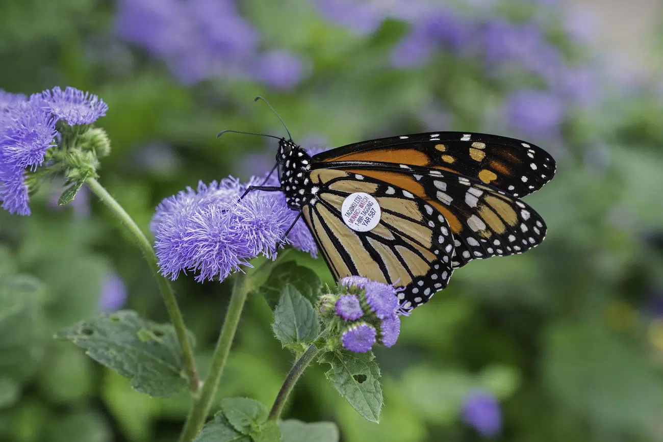 MONARCHS by Jaime Rojo