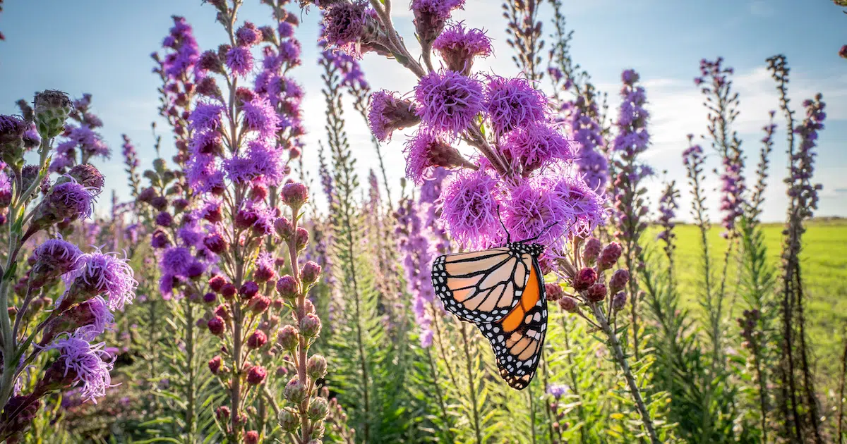 Photographer Jaime Rojo Celebrates the Extraordinary Lives of Monarch Butterflies in New Photo Book