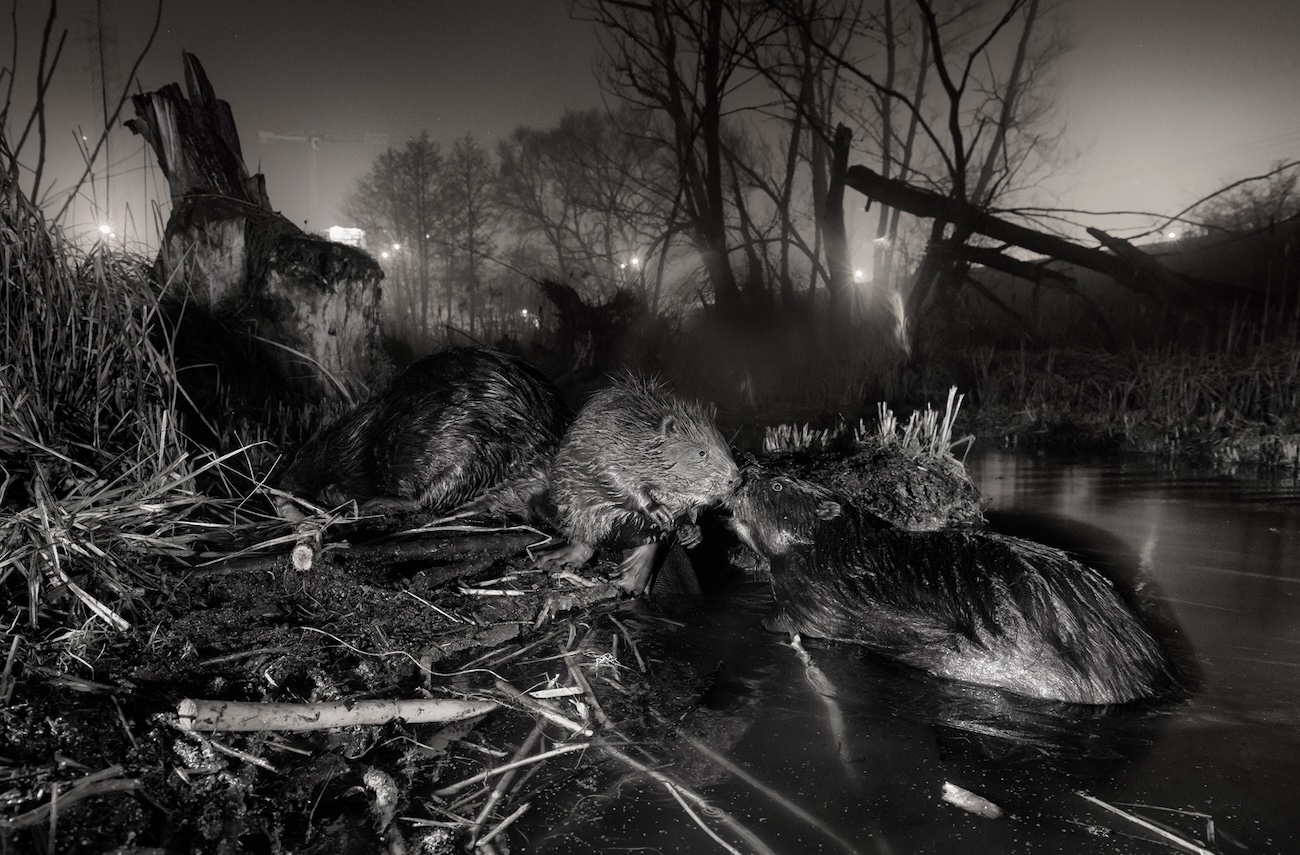 Rewilding Europe Award