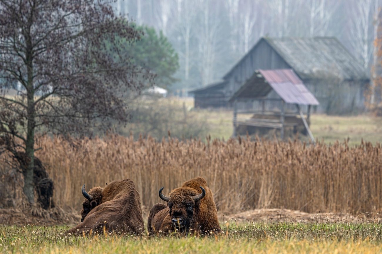 Rewilding Europe Award