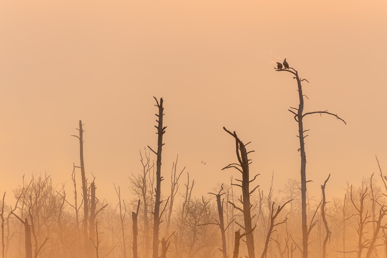 Rewilding Europe Award