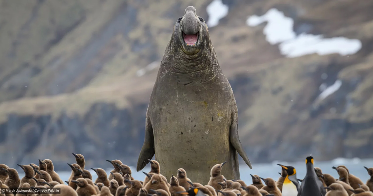 Finalists in the Nikon Comedy Wildlife Awards 2026 Show the Sillier Side of Animals