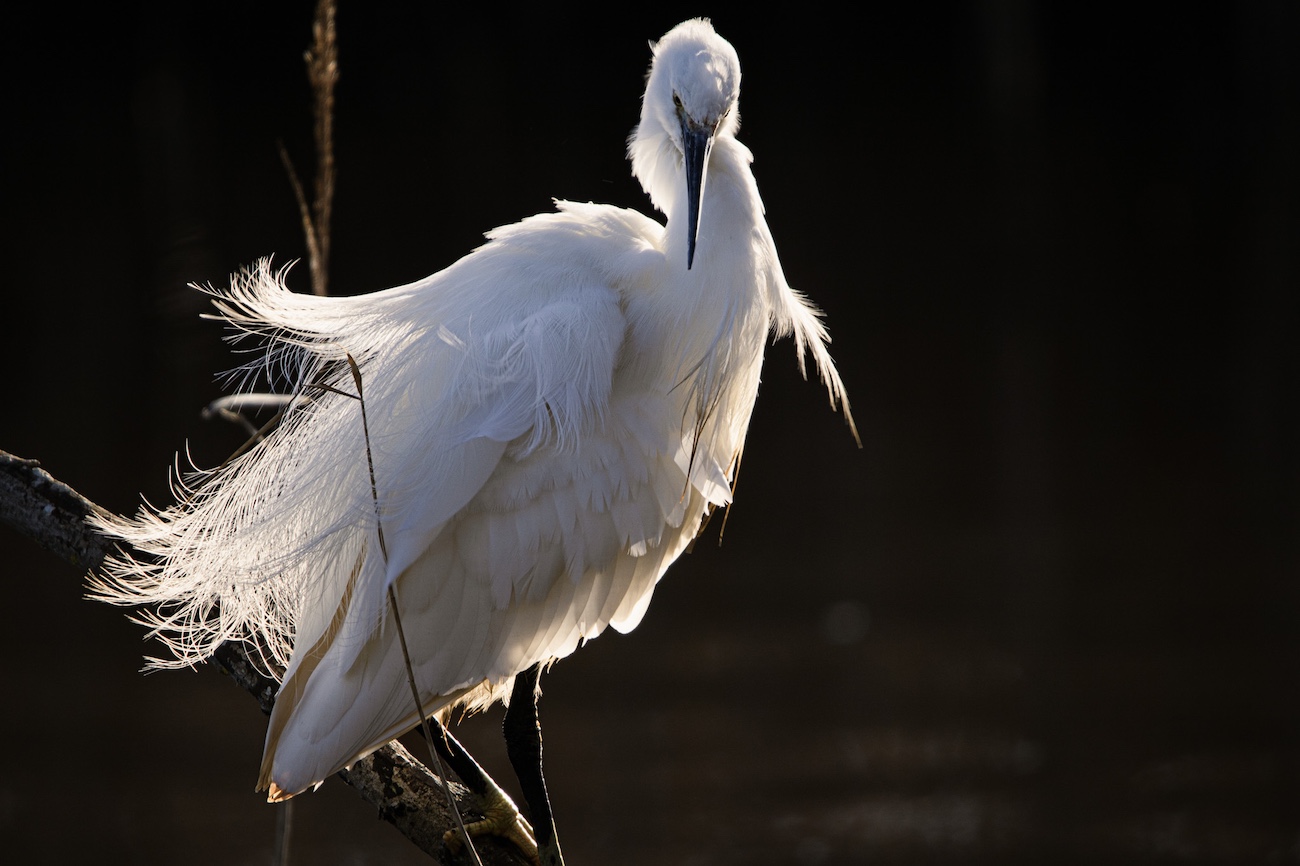 Photo of a little egret with a glow.