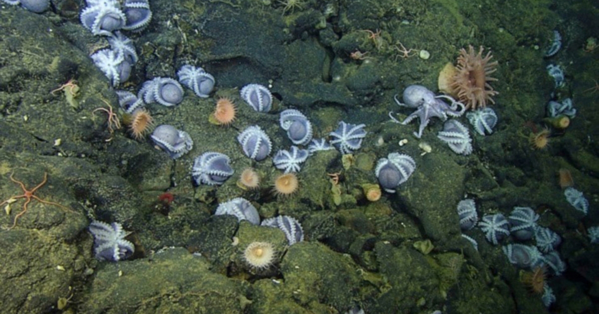 Scientists Discover World’s Largest Underwater Garden Home to 20,000 ...