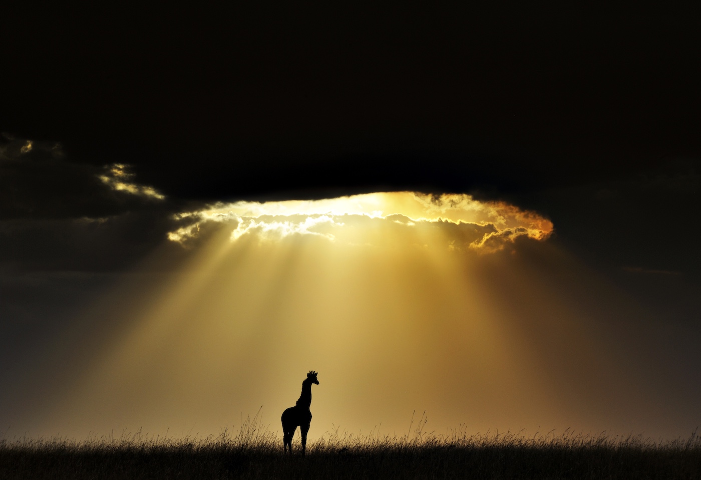 Remembering Giraffes Book