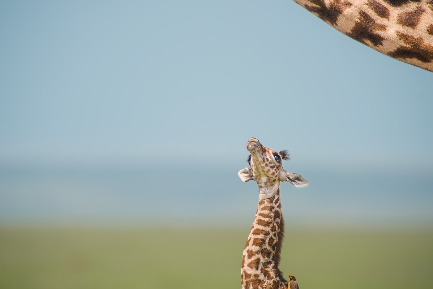 Remembering Giraffes Book