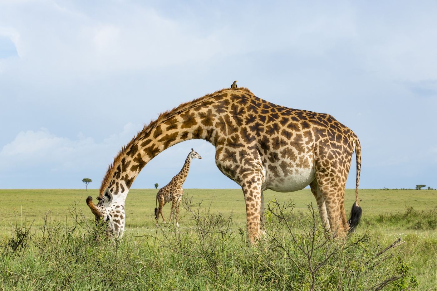 Remembering Giraffes Book