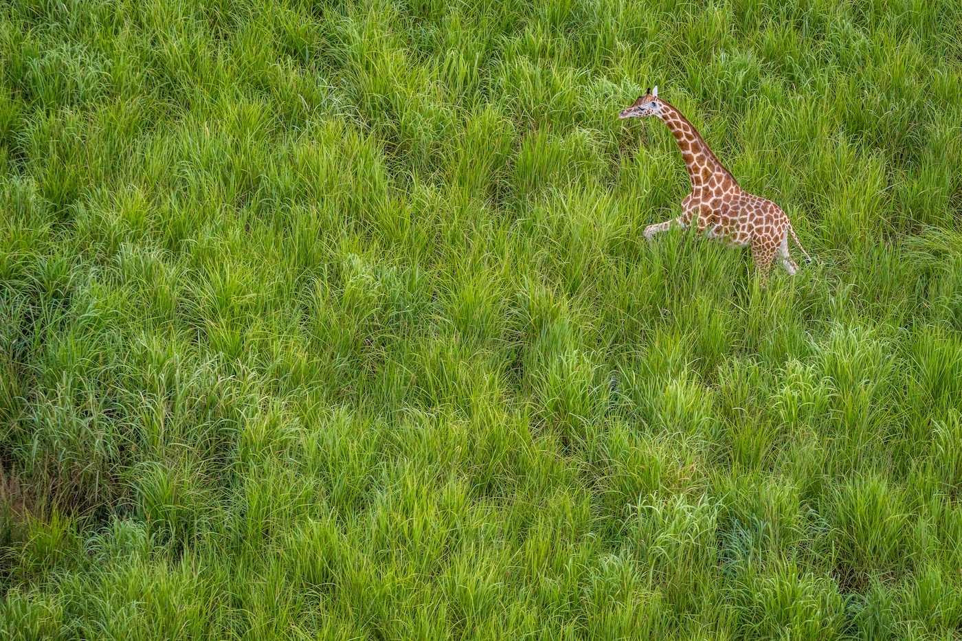 Remembering Giraffes Book
