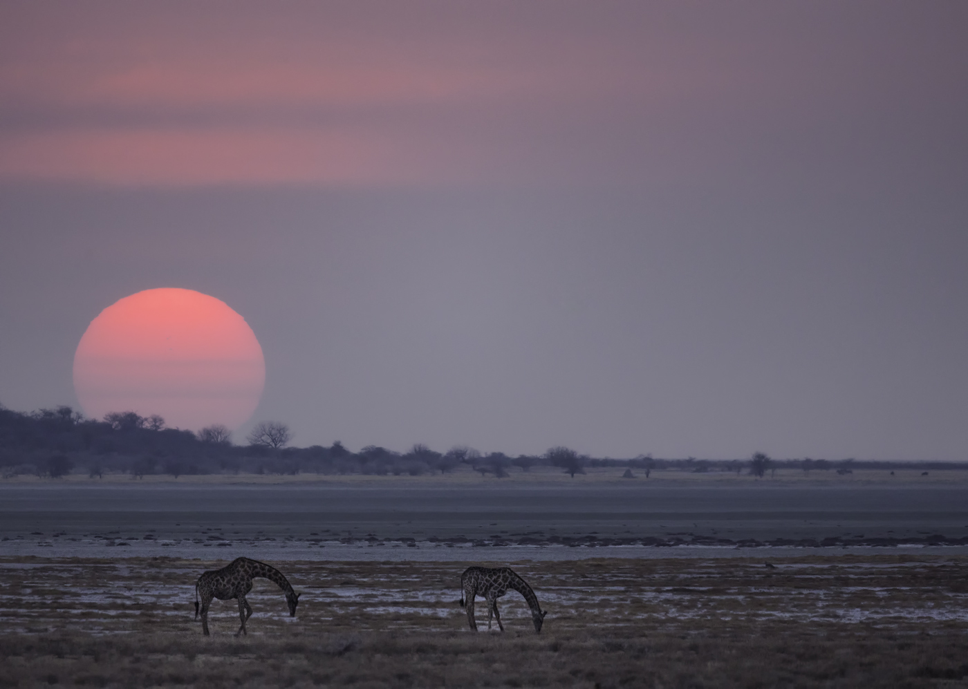 Remembering Giraffes Book