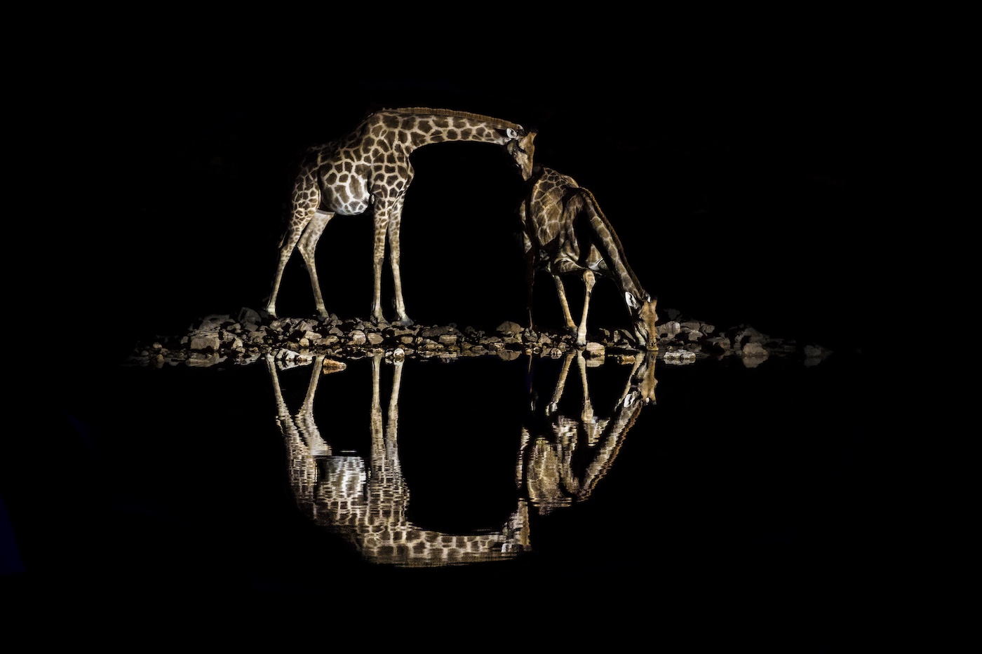Remembering Giraffes Book