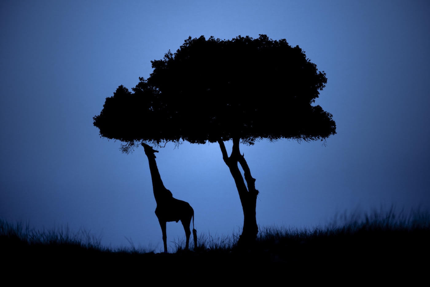 Remembering Giraffes Book