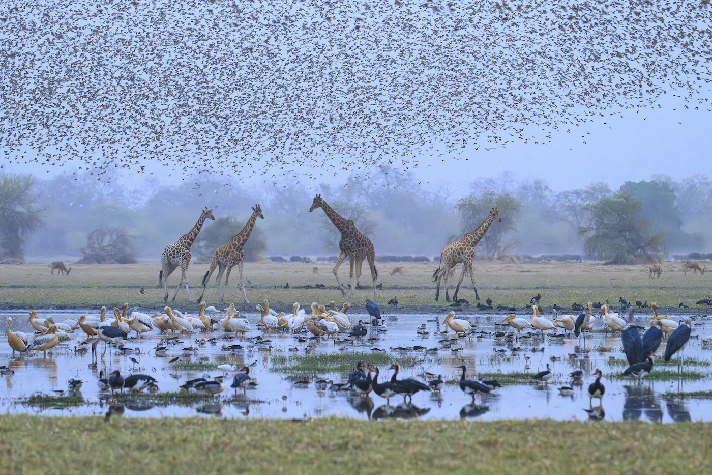 Remembering Giraffes Book