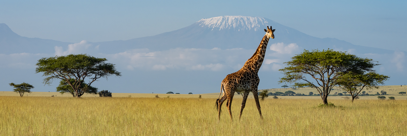 Remembering Giraffes Book