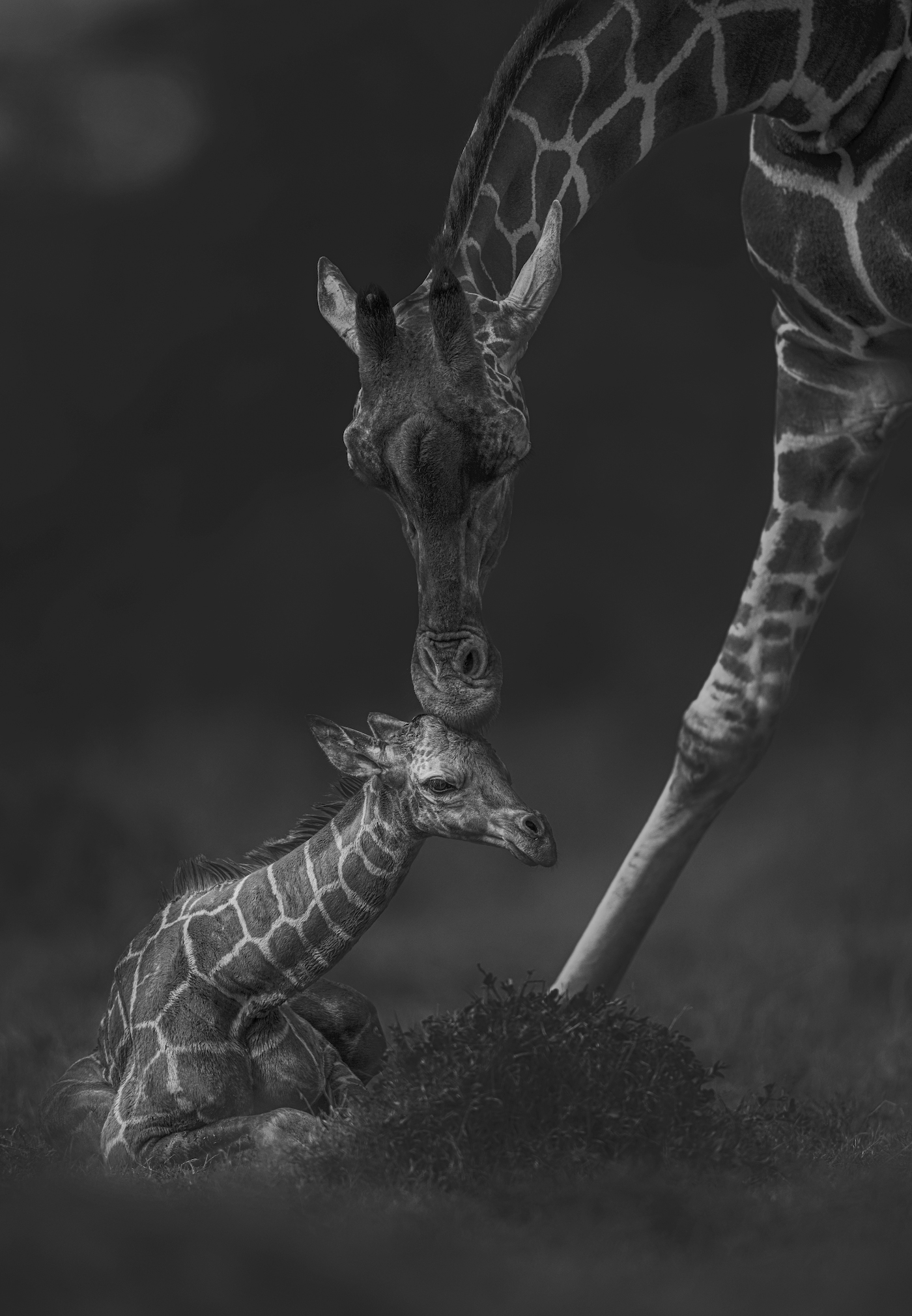 Remembering Giraffes Book