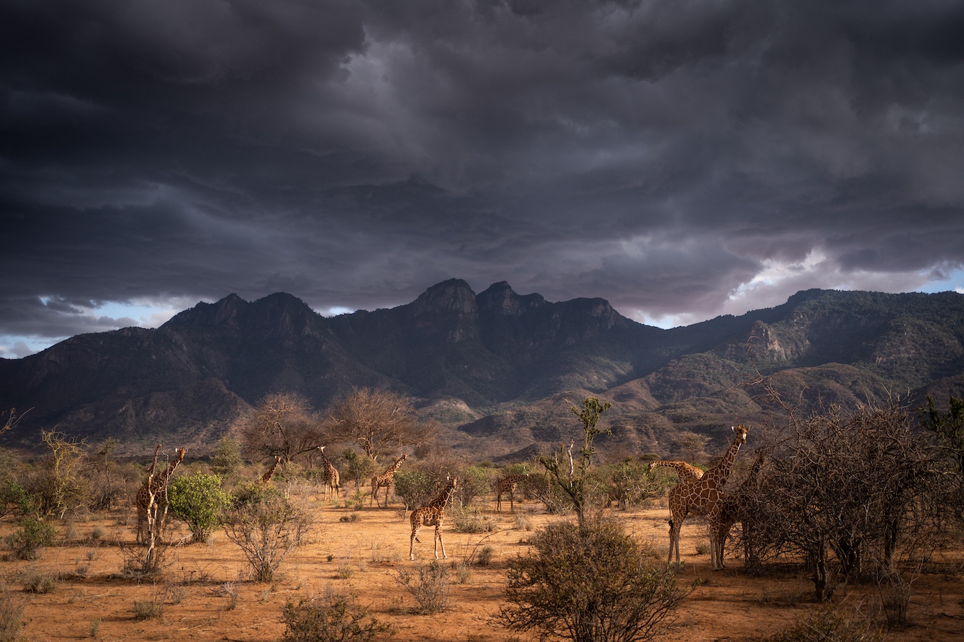 Remembering Giraffes Book