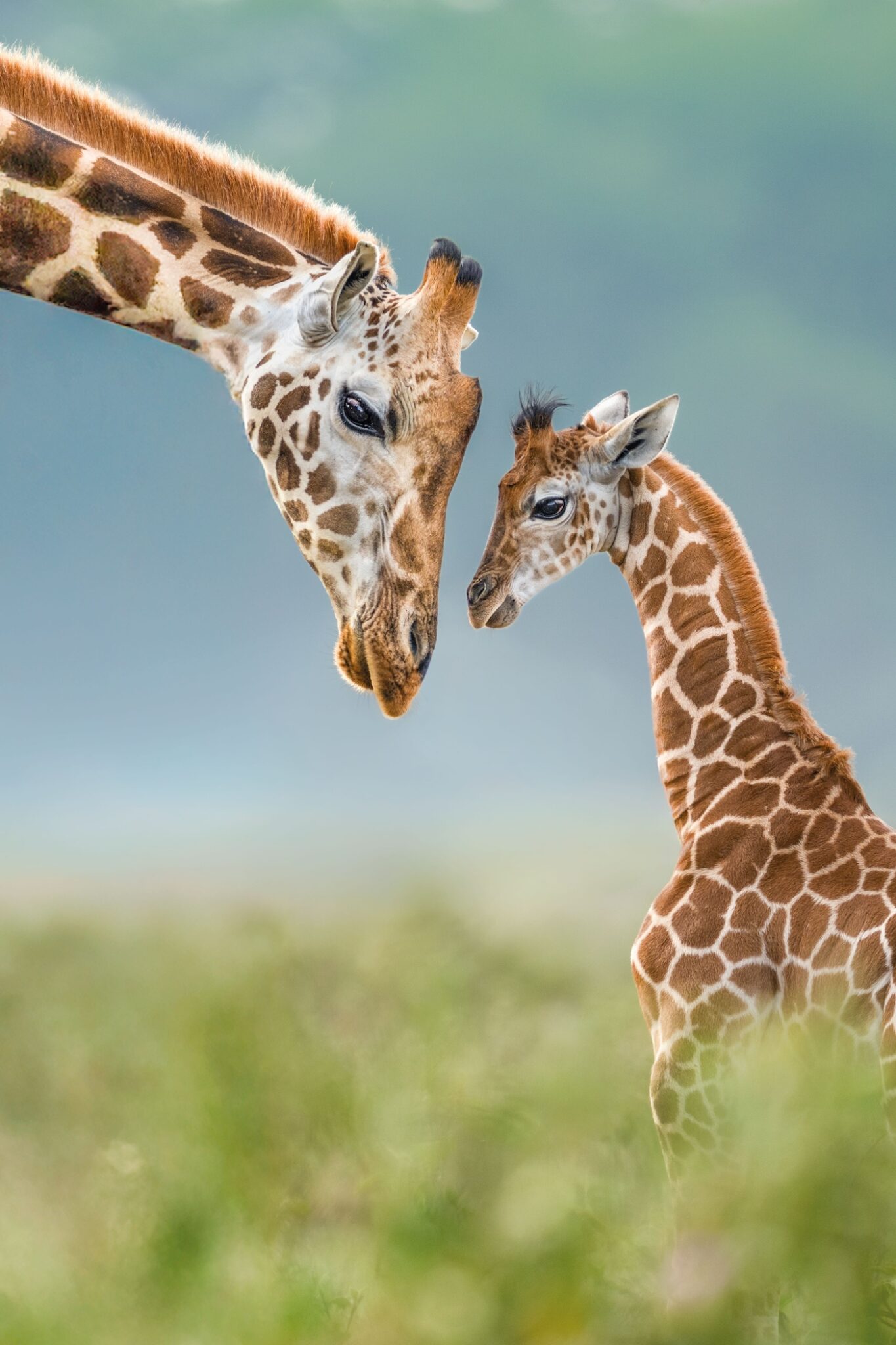 Remembering Giraffes Book