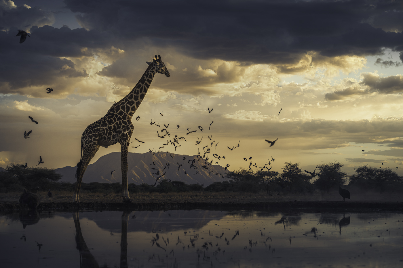 Remembering Giraffes Book