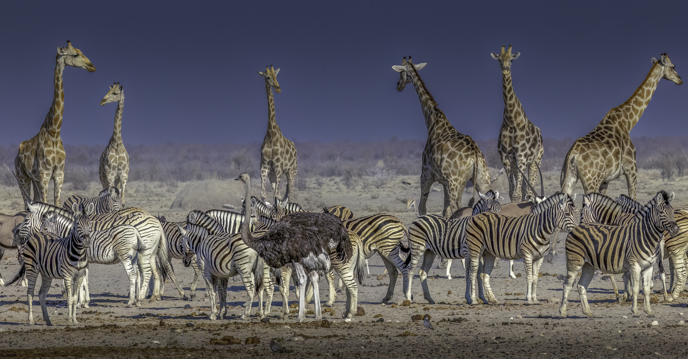 Remembering Giraffes Book