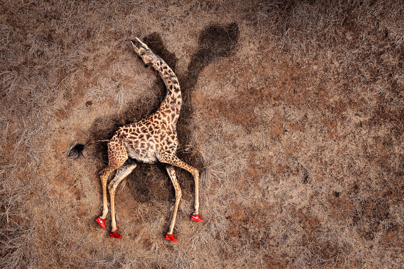 Remembering Giraffes Book