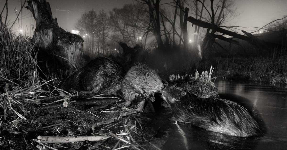 Photo: My Modern Met Rewilding europe award