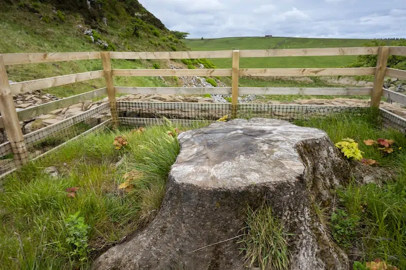 Felled Sycamore Gap Tree