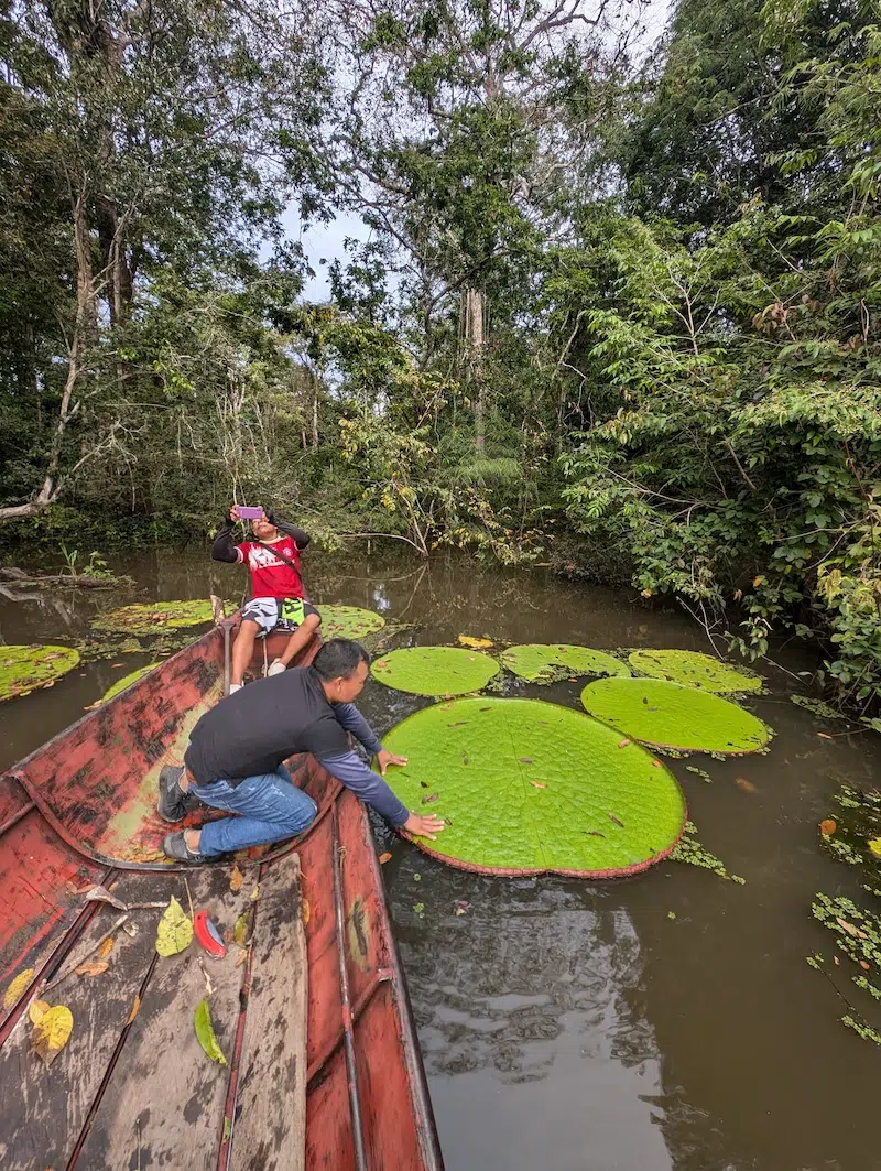 victoria colombiana waterlily discovery