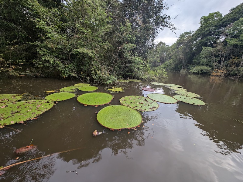 victoria colombiana waterlily discovery