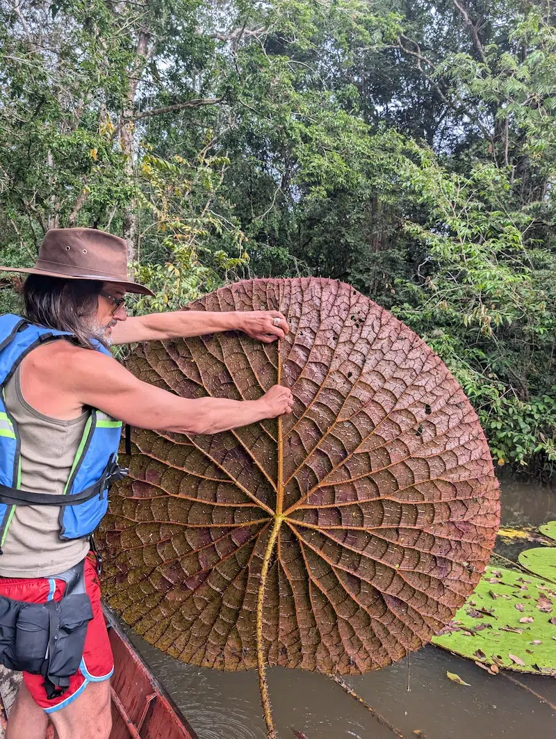victoria colombiana waterlily discovery