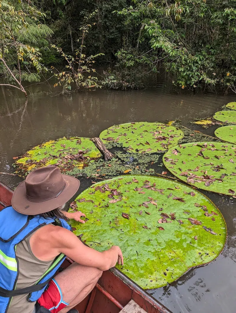 victoria colombiana waterlily discovery